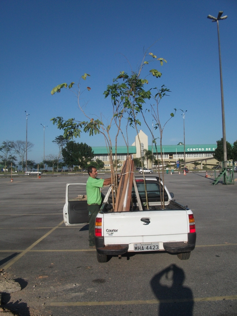 Estacionamento da Baía Sul é arborizado