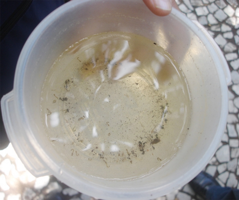Florianópolis na Semana Nacional de Combate ao Aedes aegypti