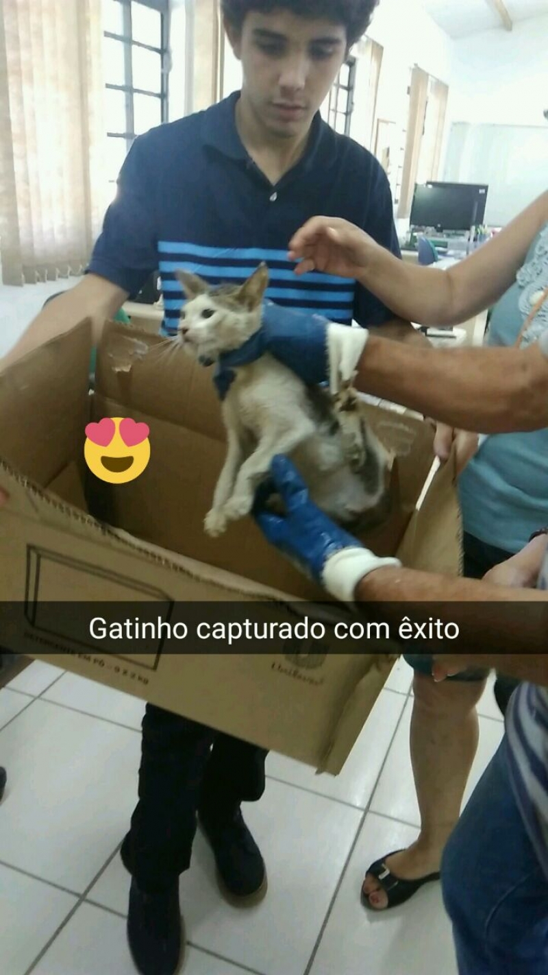 Gato que sobreviveu a toneladas de lixo espera pela adoção