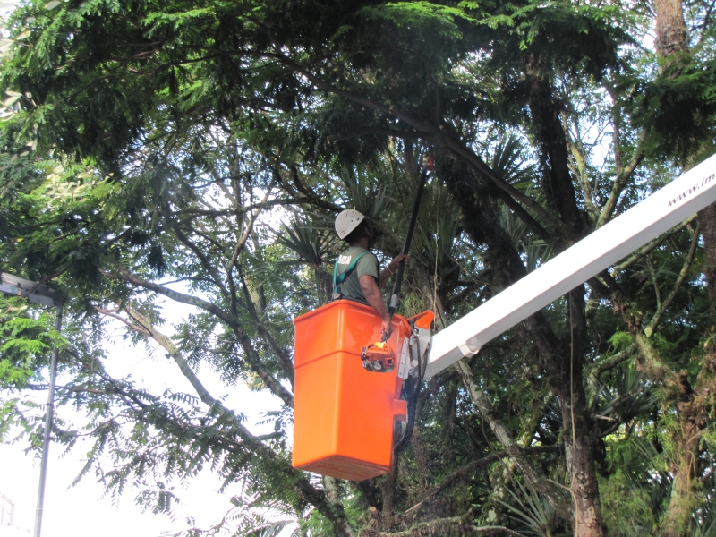 FLORAM realiza poda  preventiva nas árvores da  Praça Xv 