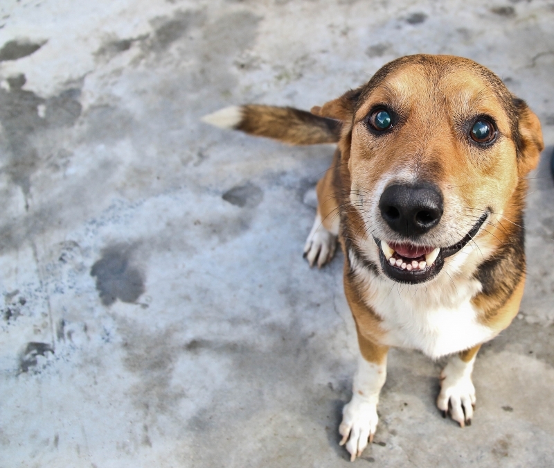 Bem-Estar Animal retoma mutirões nos bairros