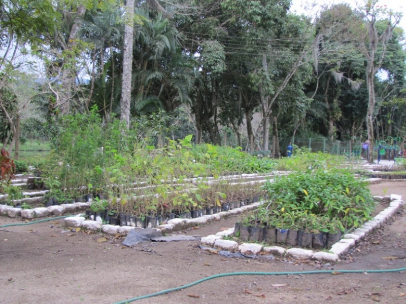 Extinção de plantas no mundo assusta ambientalistas