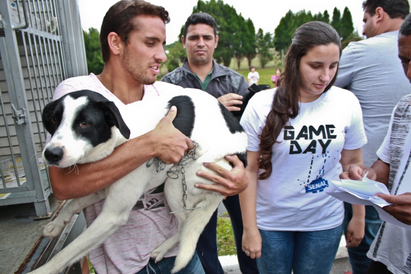 Dibea já castrou oito mil animais em Florianópolis