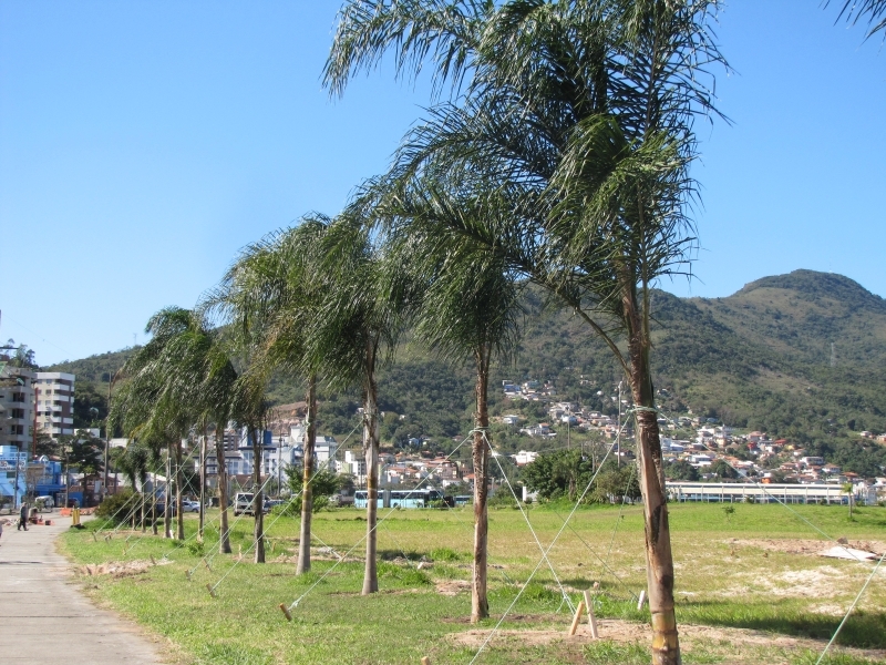 Jerivás da Beira-mar passam por revitalização