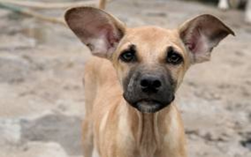 Doação de cães e gatos prossegue na Diretoria do Bem Estar Animal