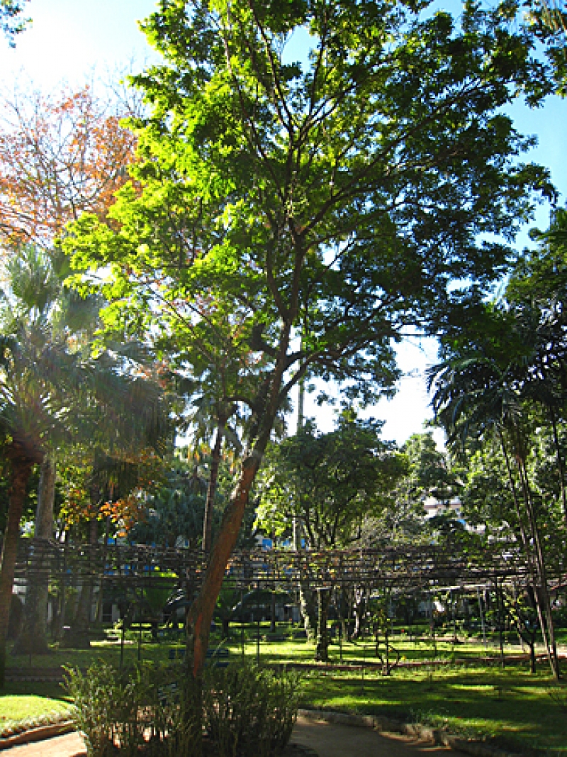 Dia do Pau-Brasil