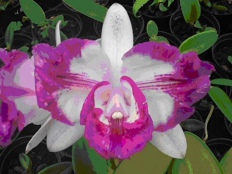 Continente terá curso gratuito sobre orquídeas