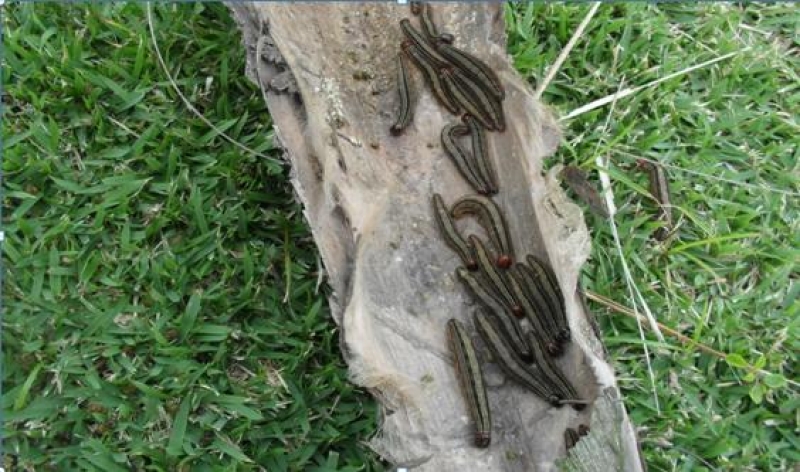 Floram combate lagartas na Beira-mar Norte
