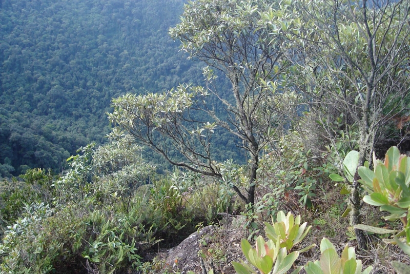 A vegetação de Mata Atlântica possui parâmetros básicos para sua identificação