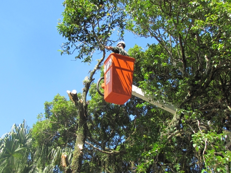 Floram esclarece sobre poda de árvores na praça