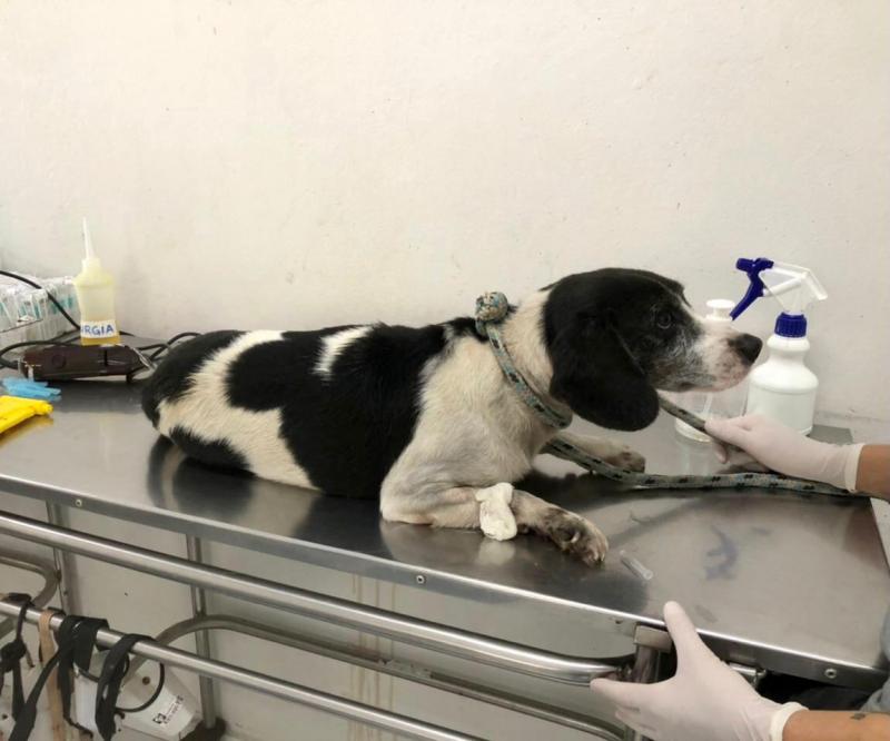 GMF socorre motociclista e cachorrinha envolvidos em acidente