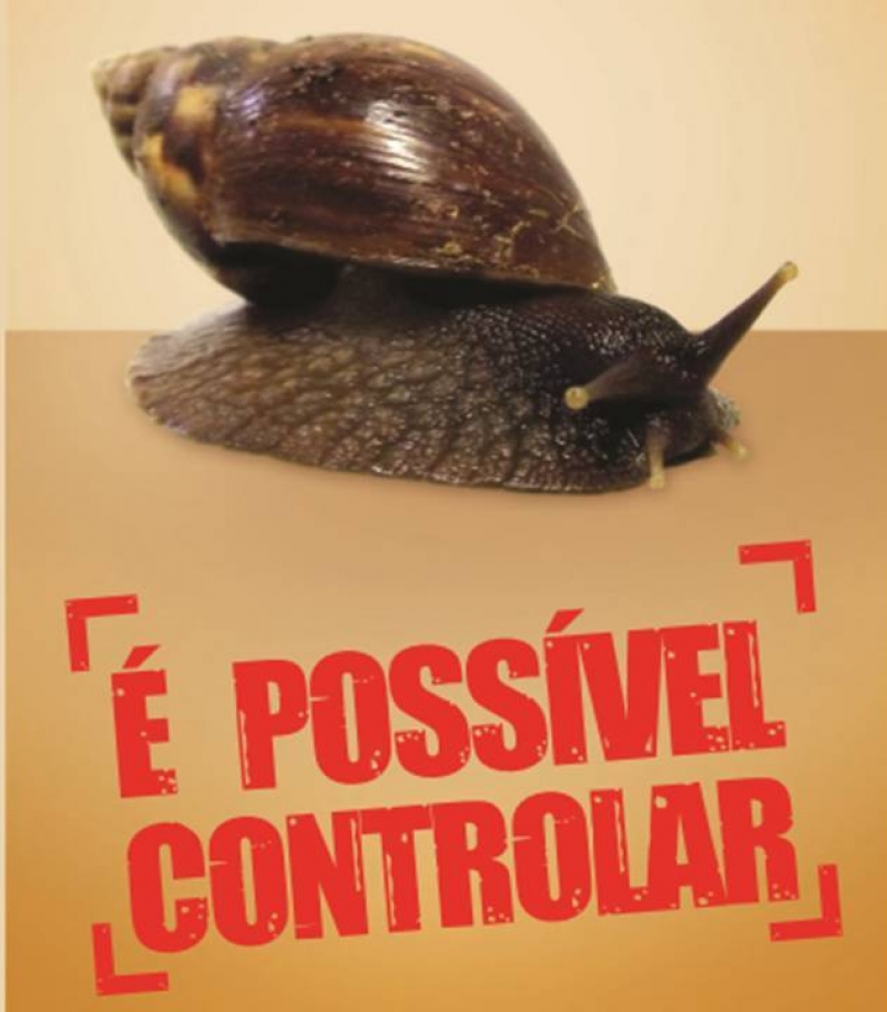 Zoonoses orienta para eliminação de caramujos africanos