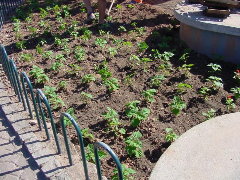 PMF vai distribuir mil mudas de plantas durante Semana do Meio Ambiente