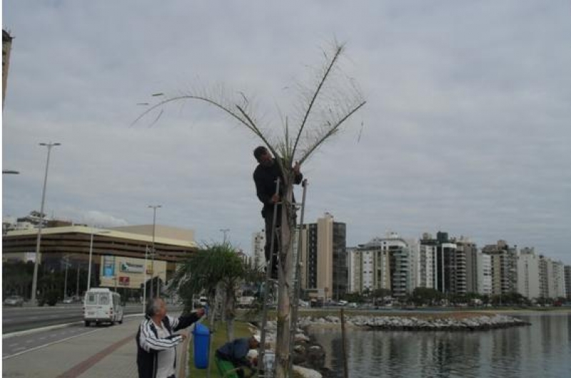 FLORAM  inicia erradicação de lagartas na Beira-Mar