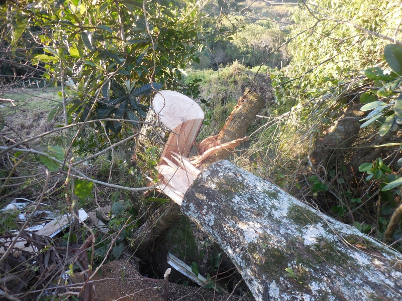 Corte de árvores exige autorização da Floram
