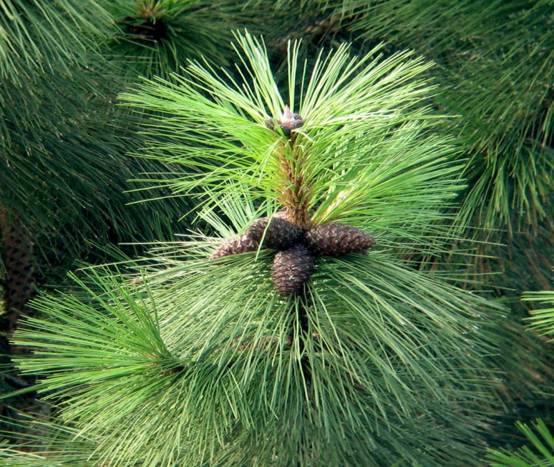 Retirada de Pinus no Parque Ecológico do Córrego Grande