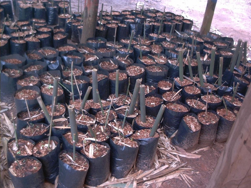 Floram abre oficialmente Viveiro de Mudas de plantas nativas  