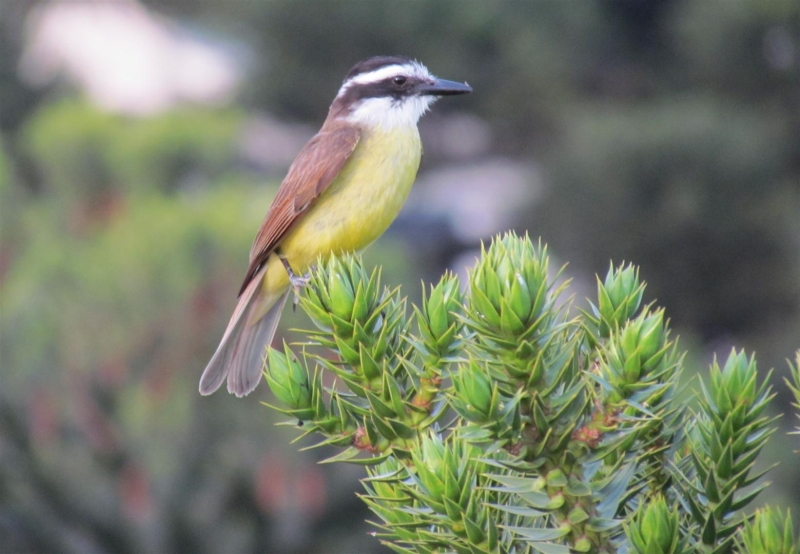 Parque vai  receber encontro de Observadores de Aves