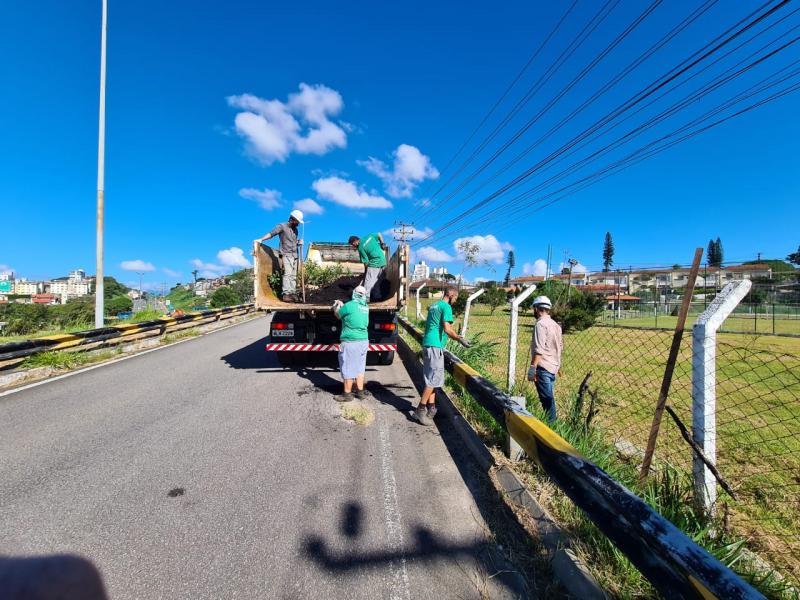 Projeto de arborização é iniciado na região continental de Florianópolis
