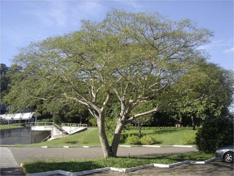 Projeto quer mais árvores nativas