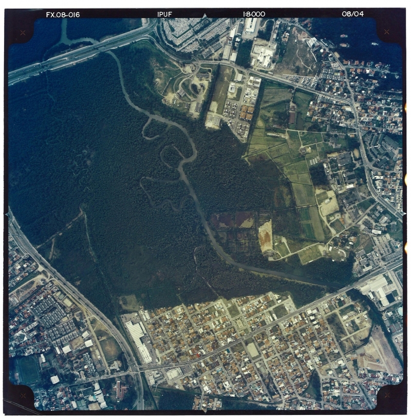 Saiba mais sobre os manguezais de Florianópolis