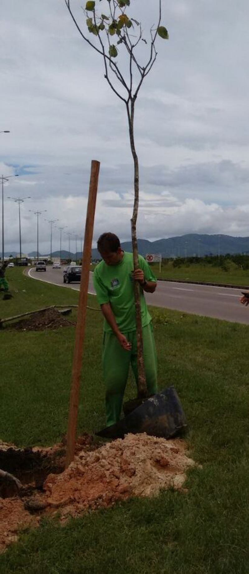 Mudas de ipê já estão plantadas na Via Expressa
