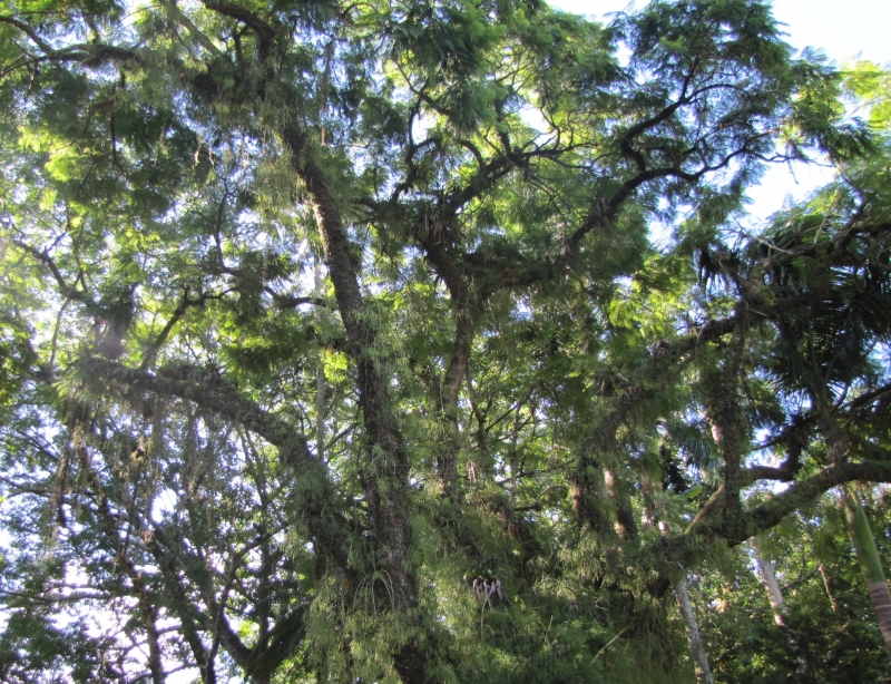 O Código Florestal prevê as áreas de preservação 
