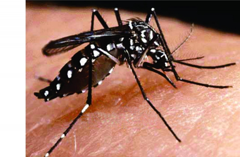 Alerta Epidemiológico sobre a Dengue