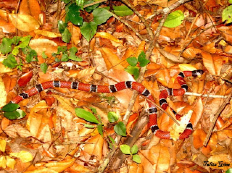 Cuidados com animais no Parque Ecológico do Córrego Grande