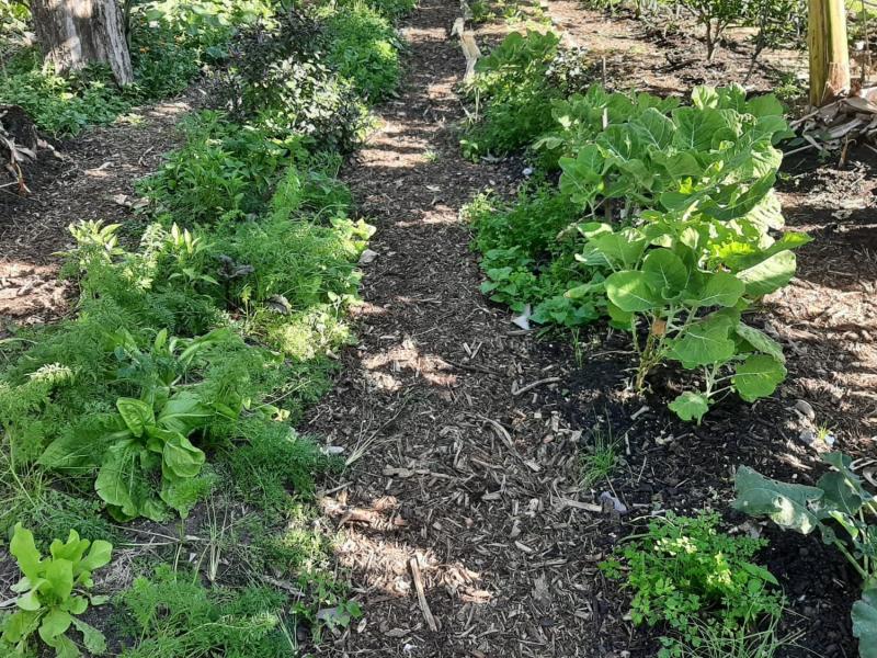 Hortas construídas pelo Cultiva Floripa aproximam cidadãos da agricultura urbana