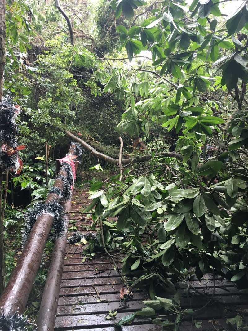 Vendaval: Bosque Pedro Medeiros é interditado