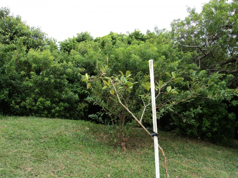 Conheça o projeto Bosque das Frutíferas 
