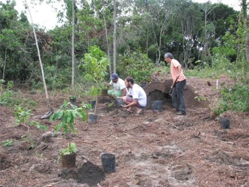 Floram divulga plantio de 2500 mudas no Parque da Lagoa do Peri