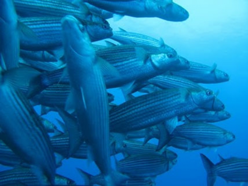 Pescadores recebem autorização da FLORAM para construção de rancho de pesca