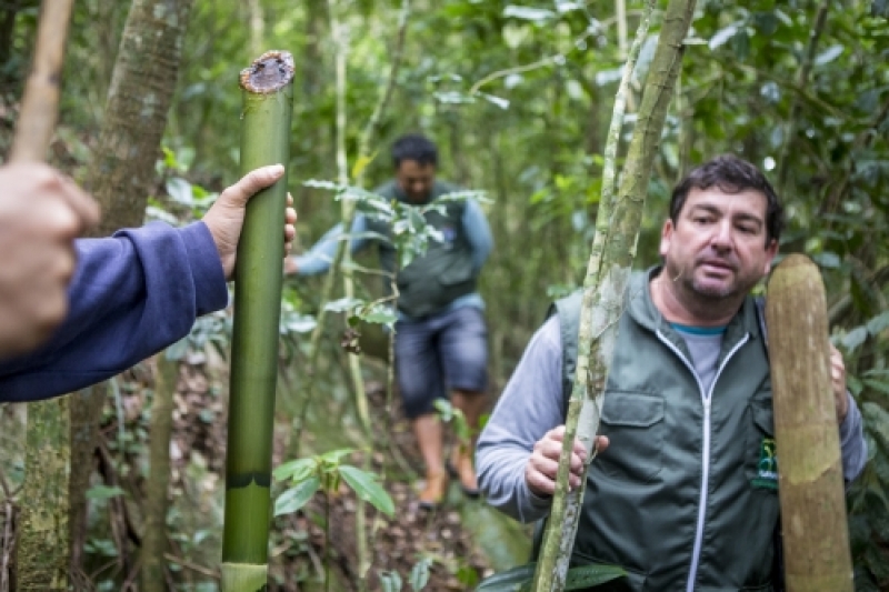 Floram combate extração ilegal de palmito