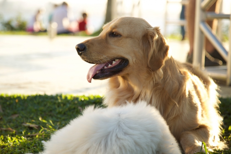 Sancionada lei que garante o sepultamento de animais domésticos em cemitérios municipais