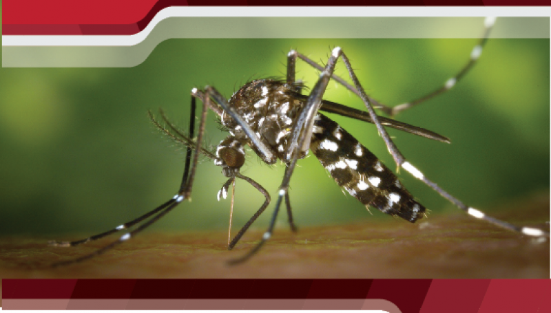 Florianópolis tem 3 casos autóctones de dengue