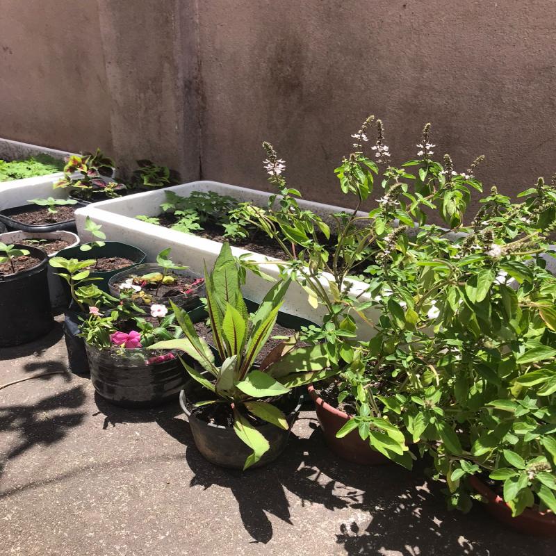 Acolhidos da Casa de Passagem do Centro constroem horta-jardim em atividade coletiva