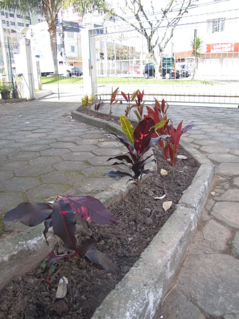  FLORAM cuida da paisagem em escola do Continente