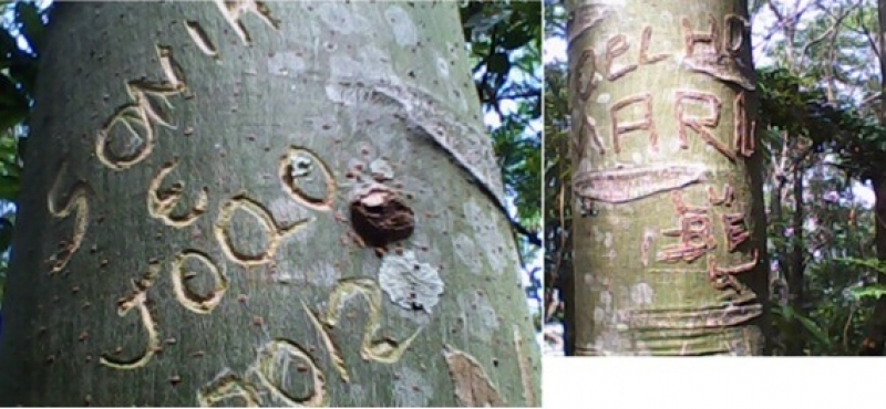 Vandalismo no Parque do Córrego Grande