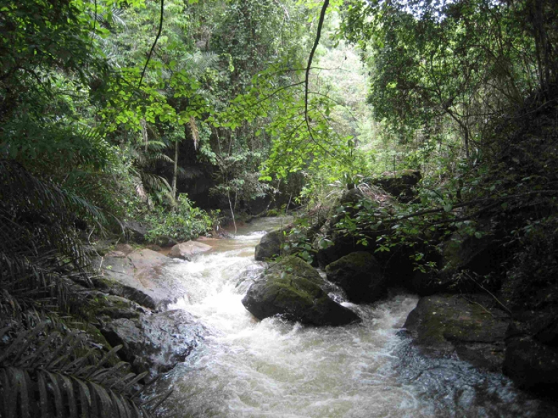 A utilização da vegetação nativa da Mata Atlântica está prevista em Lei