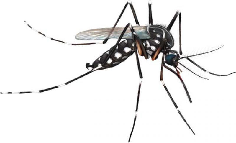 Dengue: Perguntas e Respostas