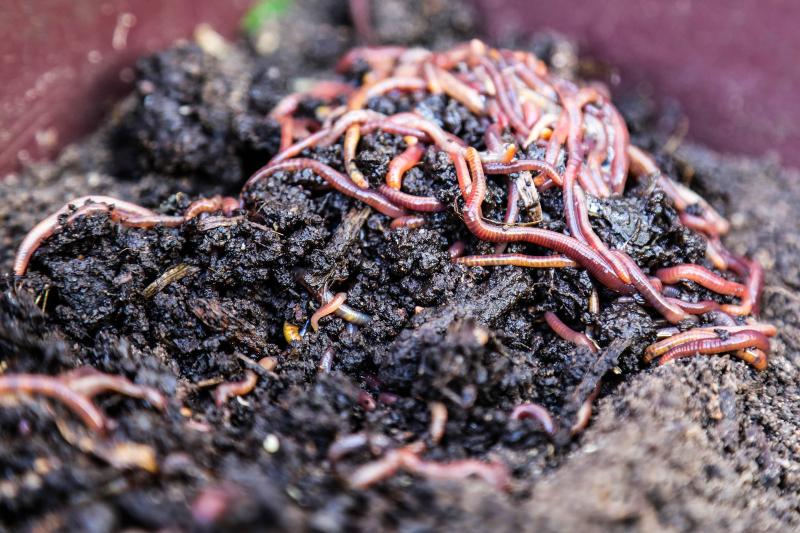 Minhoca na Cabeça retorna com 75 vagas para interessados em kits e capacitação para compostagem domiciliar