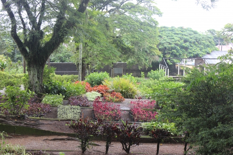 Floram planta 6 mil árvores em 30 meses