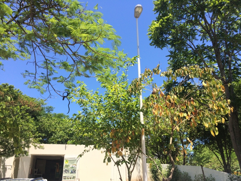 Floram conclui iluminação no estacionamento do Parque da Luz