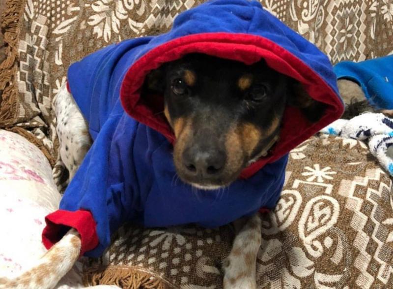 Many: quem é cachorrinha famosa por assinar PL com Prefeito de Floripa