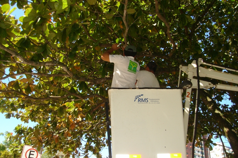 Floram efetua poda em árvores
