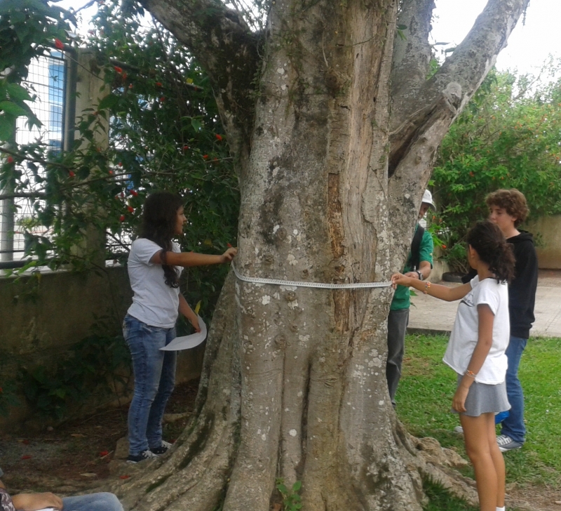Alunos fazem mapeamento da arborização urbana 