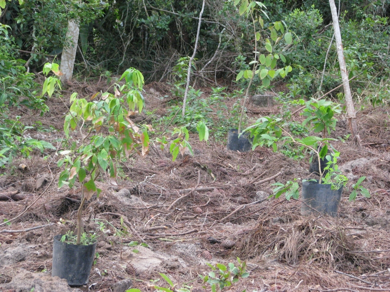 A compensação ambiental possui diretrizes regulamentadas 