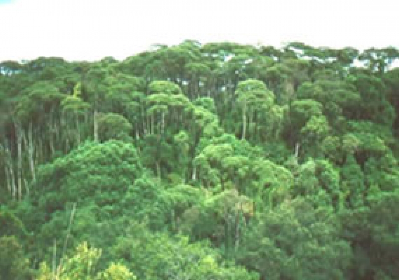 Entenda o manejo florestal sustentável da bracatinga
